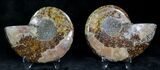 Polished Ammonite Pair - Million Years #22247-1
